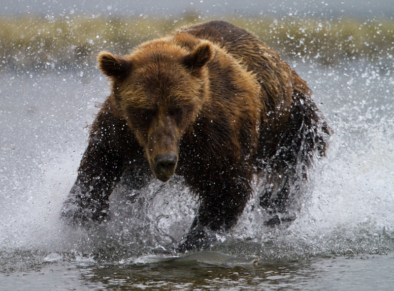 Grizzly Bear Chasing Salmon